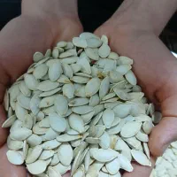 تخمه کدو اجیلی (بوانات)|خوردنی و آشامیدنی|شیراز, کوشک میدان|دیوار