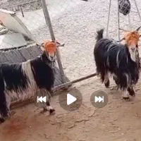 بز جوان آبستن