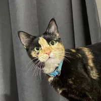 واگذاری گربه