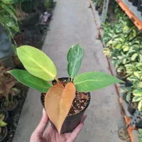 فیلودندرون پرتقالی