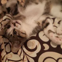 گربه 3ماهه انگل تراپیدارای قرص انگل ظرف دشتشویی.