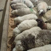 بره جدید رسید