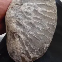 فسیل‌میلیون ساله‌‌خیلی‌بزرگ