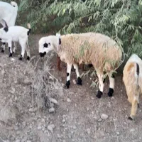 بره نر|حیوانات مزرعه|قلعه قاضی, |دیوار