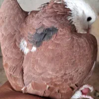 کبوتر پرشی|پرنده|شهریار, فرارت|دیوار