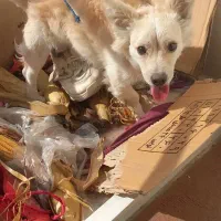 واگذاری سگ|سگ|بندرعباس, |دیوار