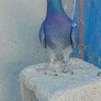 یک عدد ماده مسافتی چاپی|پرنده|سراوان, |دیوار