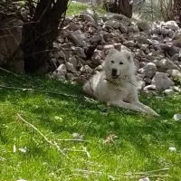 سگ گله به شرط