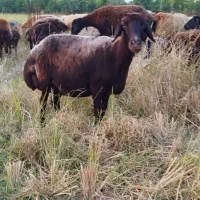 گوسفند آبستن افشاری|حیوانات مزرعه|طبقده, |دیوار