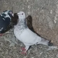 کبوتر|پرنده|شیراز, شهرک کوشکک|دیوار