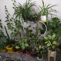 26عدد گل و استند فروشی