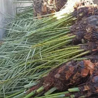 فروش انواع نخل از یک متر تا پنج متر..|خدمات باغبانی و درختکاری|یزد, |دیوار