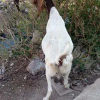 ۷ بز مطفل و ابستن و کهره نر و ماده|حیوانات مزرعه|اهواز, گلدشت|دیوار