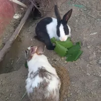۲تا خرگوش