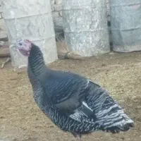 پرنده|پرنده|عطاملک, |دیوار