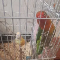 فروش ویژه جفت عروس کوتوله