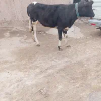 گوساله ماده