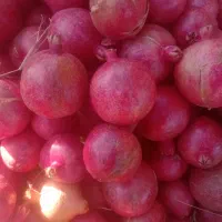 انار درجه یک با تناژ بالا سیاب|خوردنی و آشامیدنی|کوهنانی, |دیوار