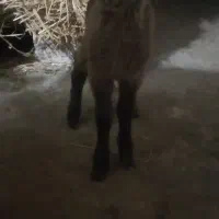 بره نر شیری