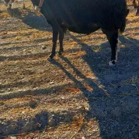 بر قوچ برا گله|حیوانات مزرعه|ملایر, |دیوار