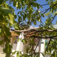 گردو نخودحبوبات