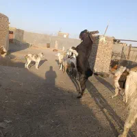 میش ونربز|حیوانات مزرعه|تربت جام, پاسداران|دیوار