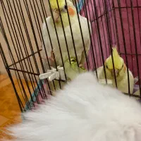 عروس هلندی دست اموز جوجه|پرنده|رشت, باهنر|دیوار