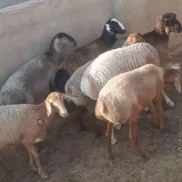 فروش بره چینی نر و ماده بصورت تکی|حیوانات مزرعه|کنار تخته و کمار, |دیوار