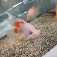 ماهی اکواریوم دیسکس کالر فلاور گوپی|ماهی|تهران, مولوی|دیوار