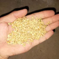 گندم|لوازم جانبی حیوانات|شوشتر, |دیوار
