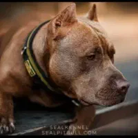 سگ نژاد دار پیتبول