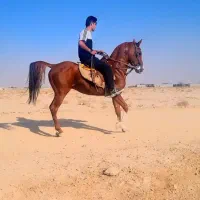 اسب|اسب و تجهیزات اسبسواری|شاهینشهر, حاجی آباد|دیوار