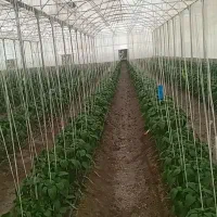 فروش/معاوضه/اقساط/گلخانه فعال،باغ و استخر۳۰۰۰متری|فروش دفتر صنعتی، کشاورزی، تجاری|کرمانشاه, |دیوار