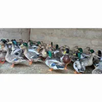 اردک سرسبز اخظیری مرغ غاز