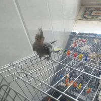 جوجه عروس هلندی نر ۳ ماهه