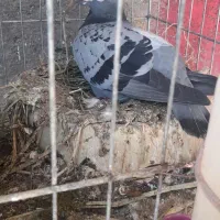 کبوتر پلاکی