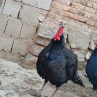 بوقلمون دو ساله