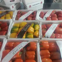 نیرو  کاربرای بسته بندی فلفل دلمه رنگی