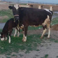 گاو و گوساله درجه ۱