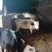 گوساله