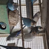 مرغ عشق|پرنده|تهران, دربند|دیوار