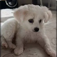 همکاری در نگهداری سگ(شیتزو تریر. دختر)