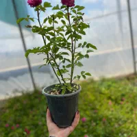 فروش عمده انواع  نهال گل