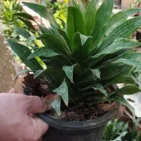 فروش انواع گل سانس  شفلر کامپکت|گل و گیاه طبیعی|سلمان‌شهر, |دیوار