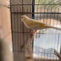 مرغ عشق رنگین کمانی ماده و قناری ماده|پرنده|لامرد, |دیوار