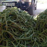 فروش لوبیا سبز محلی
