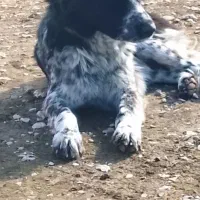 توله قدرجونی