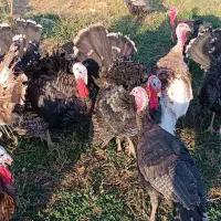 فروش فوری بوقلمون ارگانیک وزن بالا