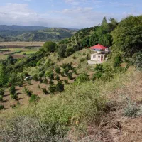 4226-متر-باغ-مرکبات-با-سند-تک-برگ