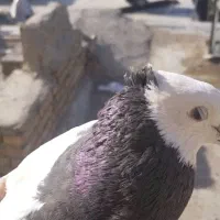 کبوتر|پرنده|سوسنگرد, |دیوار